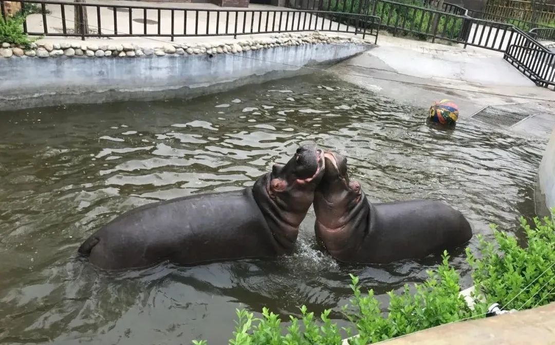 济南动物王国一日游详细攻略,济南一日游动物园