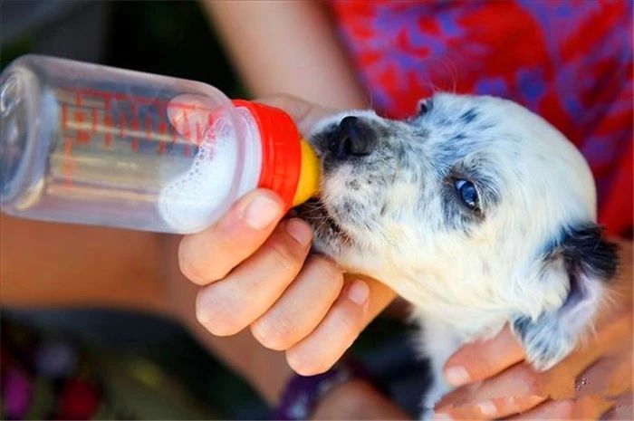 狗狗可以喝生牛乳的奶吗,幼犬狗狗可以喝纯牛奶吗