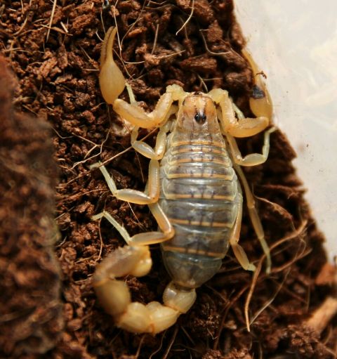 蝎子王的可怕之处,蝎子王都有哪些