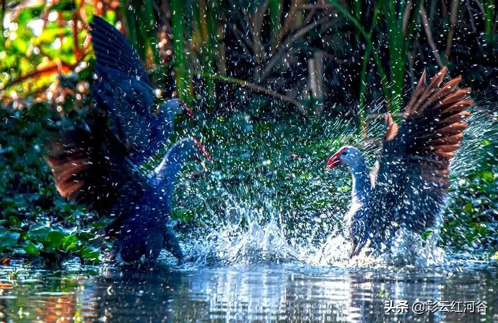 中国云南哪里好看,云南的云彩为什么好看