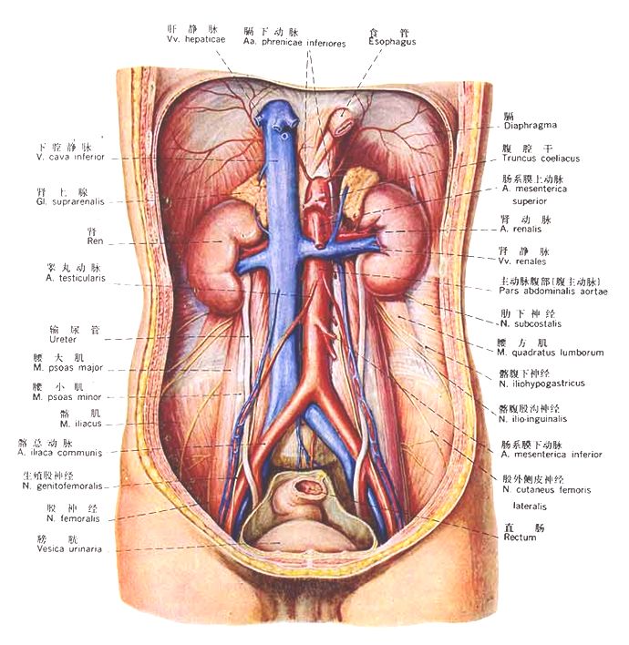 泌尿系统解剖图谱大全,2022泌尿系统的解剖生理讲解课程