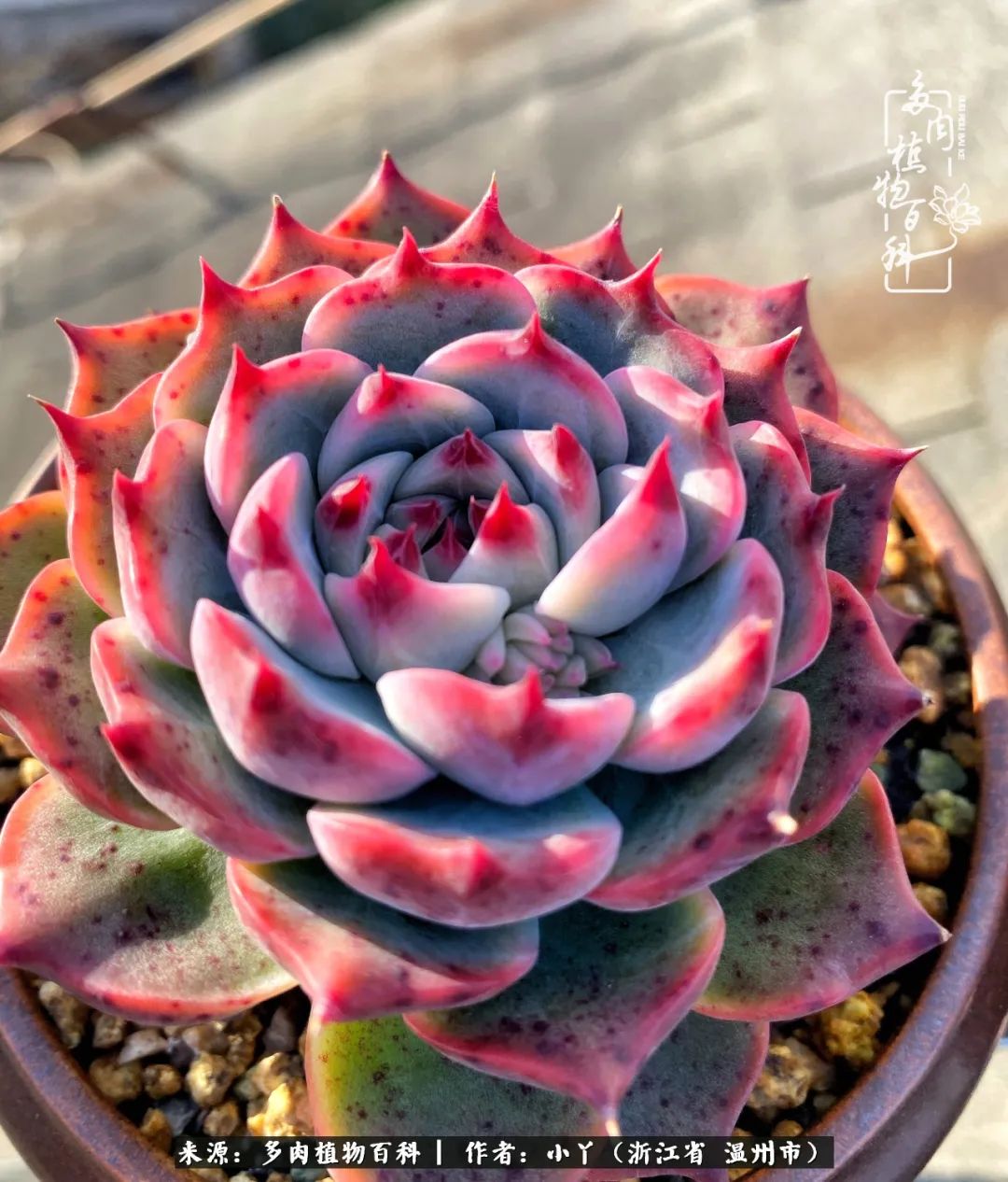 祖上无院家里无矿,一腔浪漫情怀付诸楼顶造花