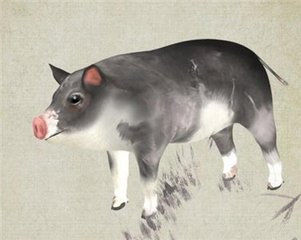 2019猪生肖每月运势李居明,2019特吉生肖运势