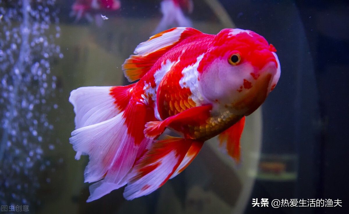 金鱼头部有白点是怎么回事,头瘤型金鱼好不好