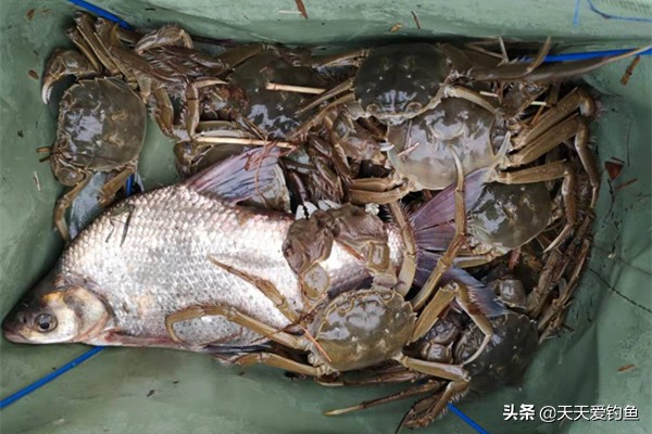 30块钱钓鱼一天,30块钱钓了3个小时的鱼