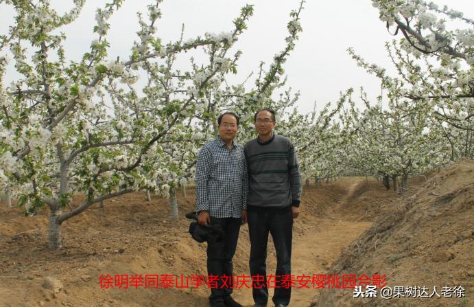 樱桃好吃树难栽下一句谚语是什么,樱桃好吃树难栽后一句是啥