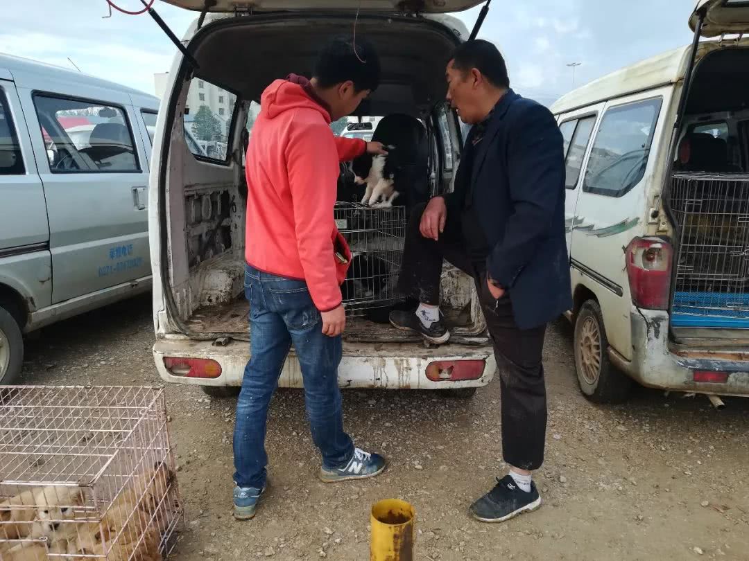 男子第一次来狗市,被套路了都不知道1300元购买了边境牧羊犬!