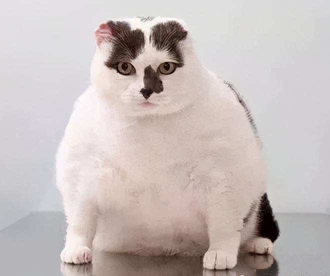 100个搞笑冷知识动物,奇葩动物冷知识你都知道哪几个