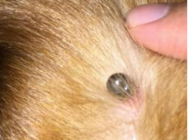 狗狗身上有黑点能抠下来,狗狗身上长了小红点点会自愈吗
