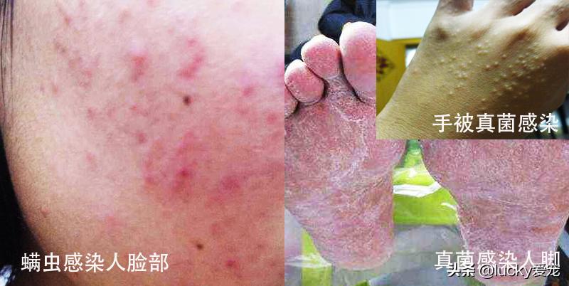 狗狗有皮肤病在家怎么治疗,碘伏治疗狗狗皮肤病