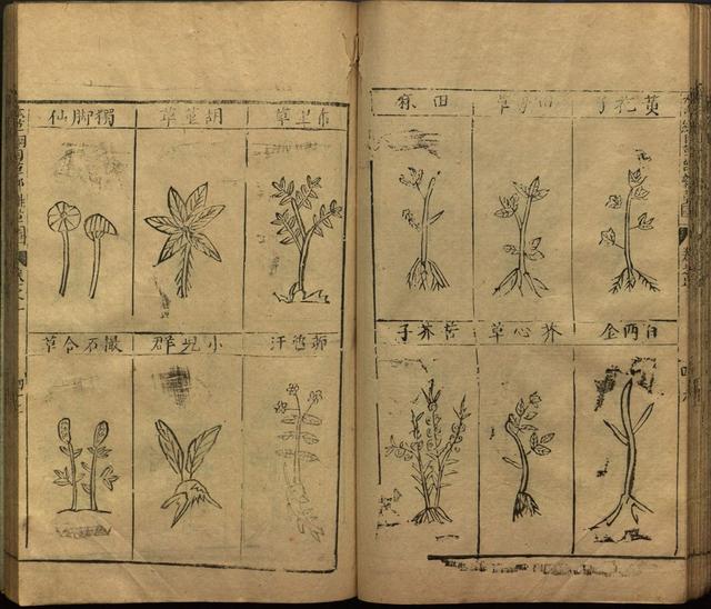 本草纲目中插图是李时珍画的吗,本草纲目李时珍插图