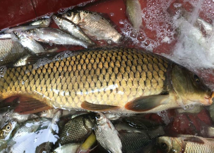 钓鱼不得不知的天然小药,冬季穿透力最强的钓鱼小药