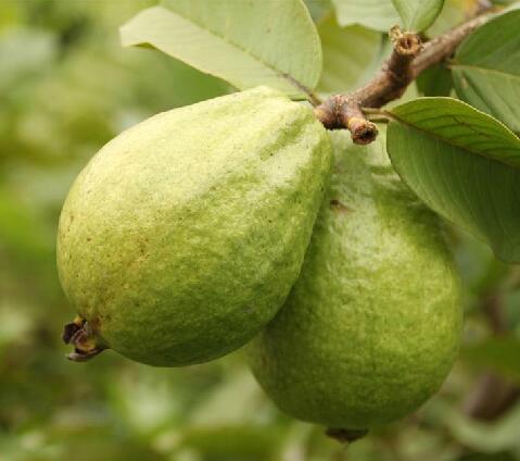 宅家生活有点无趣？来点番石榴补充维C