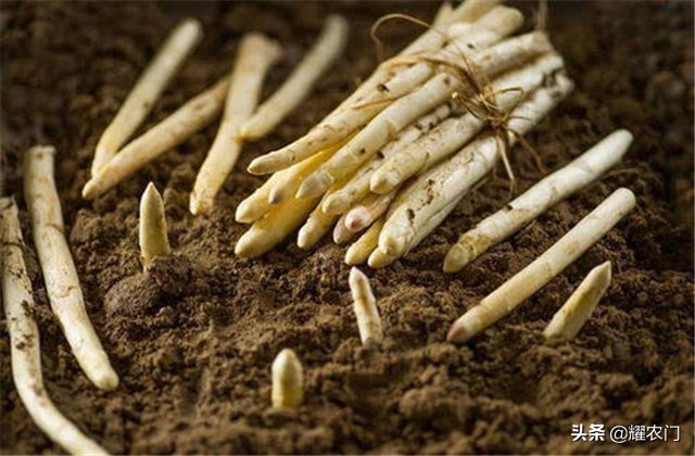 白芦笋的种植方法和时间,芦笋怎样种植比较好吃