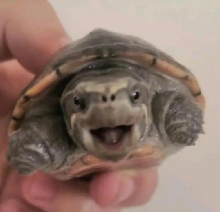 蛋龟混养推荐什么品种,蛋龟和泥龟一共有多少种品种