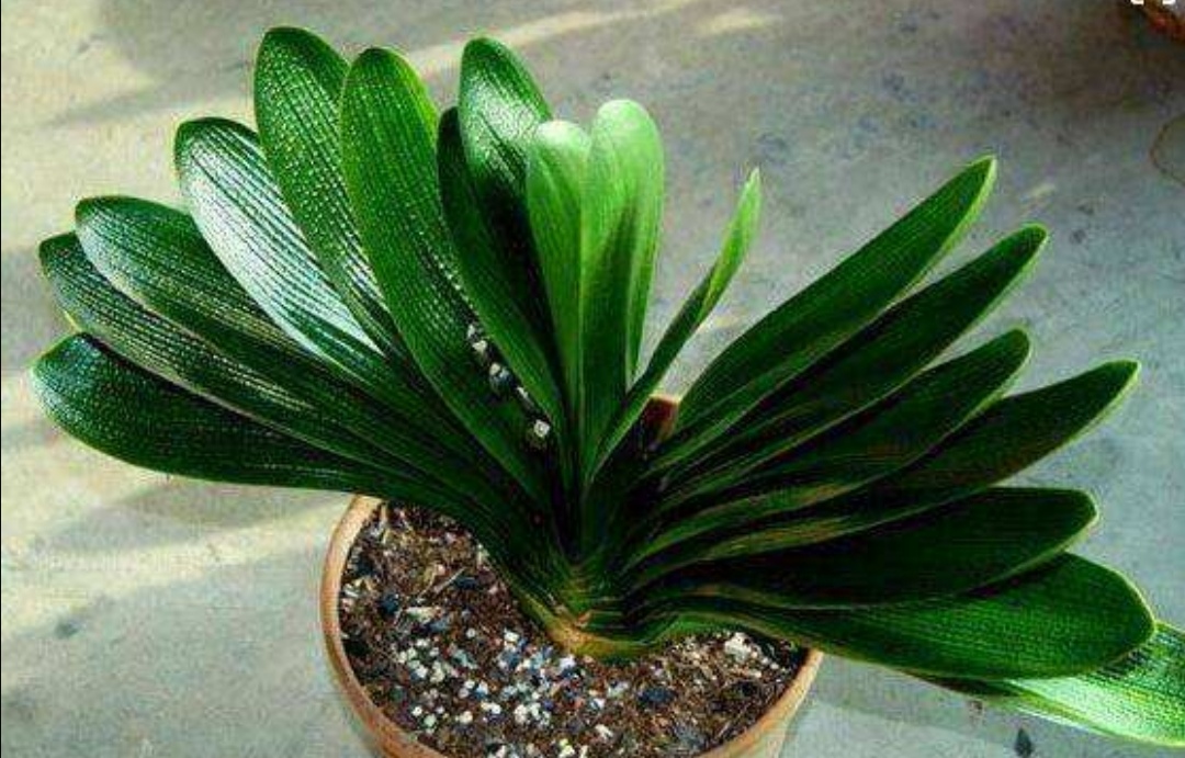 刚买君子兰换盆方法,刚买的君子兰换盆的正确方法