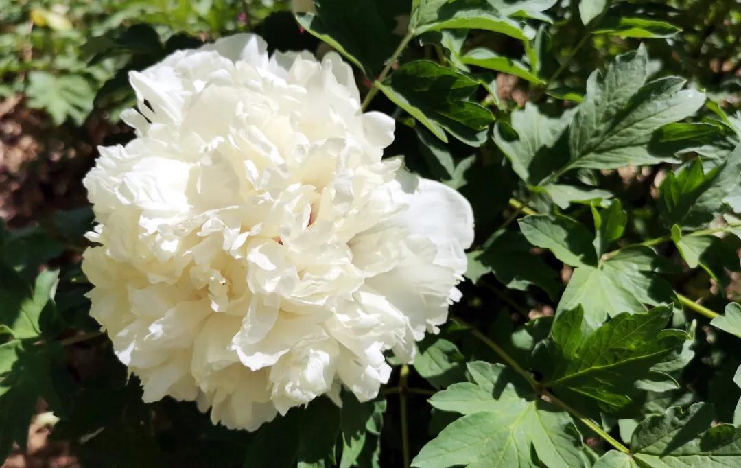 牡丹有哪些新品种,牡丹怎样培育新品种视频讲解