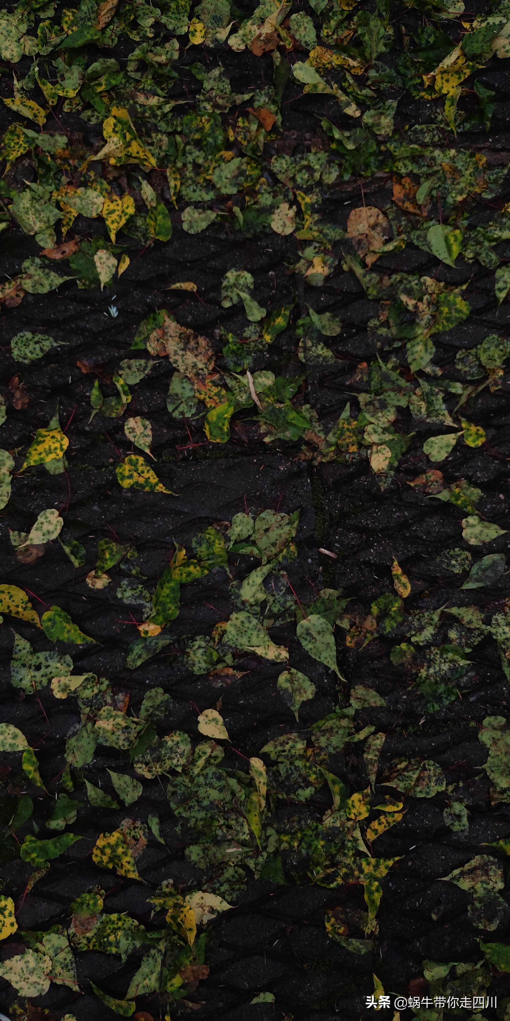 带小朋友出去看小动物,带小孩去海洋动物园