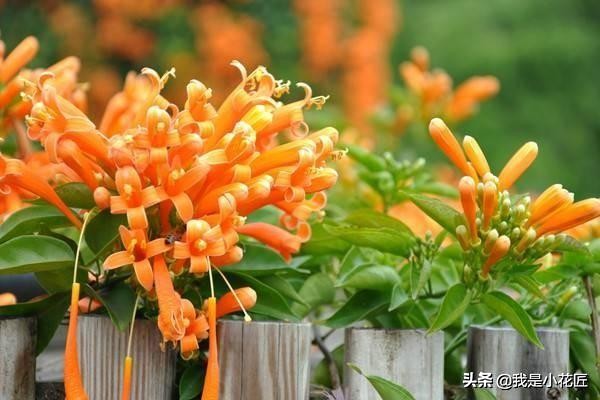 适合阳台种植的爬藤植物都有哪些,家庭阳台种什么爬藤植物比较好