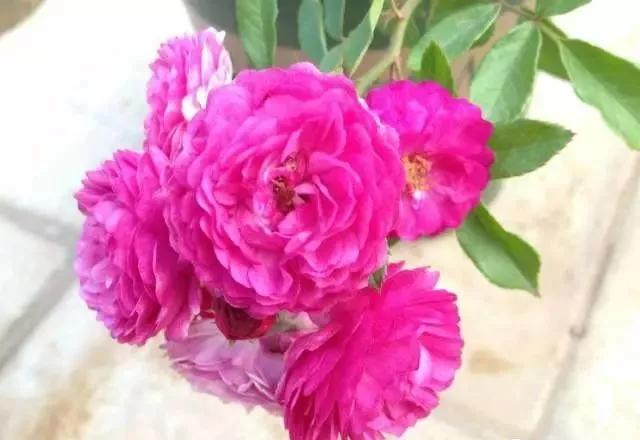 每天学习一点点各种花代表的花语,每天学习一朵花知识