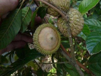 印度神油的主原料壮阳果,你知道它可以食用嘛