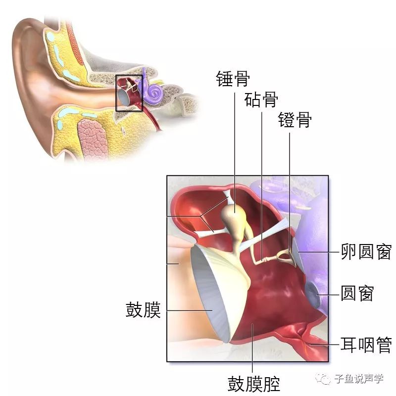 人听到声音的频率如何变化,人是怎么辨别不同频率的声音