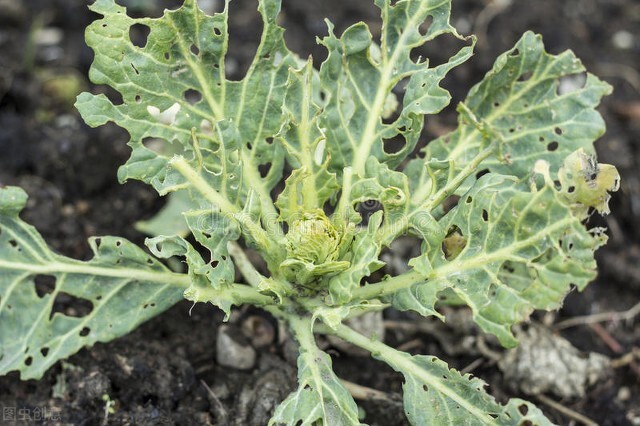 白菜生虫子,别动不动就施药,喷点家里不起眼的小东西也管用