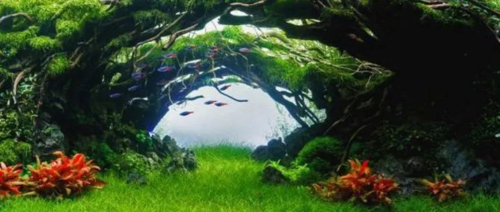 造景如何看起来有层次,十个最好看的造景