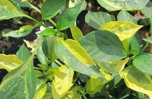 病虫害暴发应急防控措施,病虫害爆发严重轻松应对