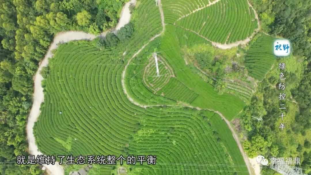 绿色茶园除草剂,无除草剂的茶园