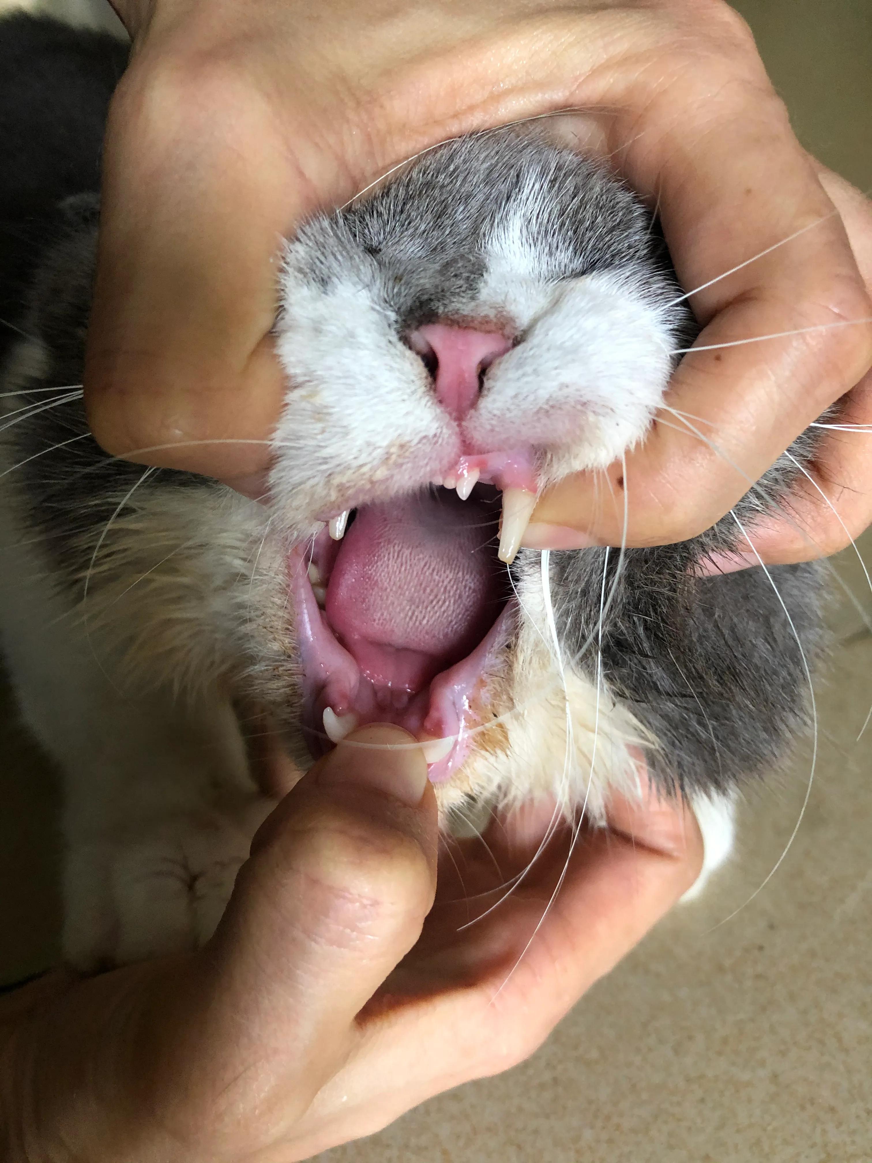 猫咪尿血尿闭住院,猫咪反复尿闭怎么治