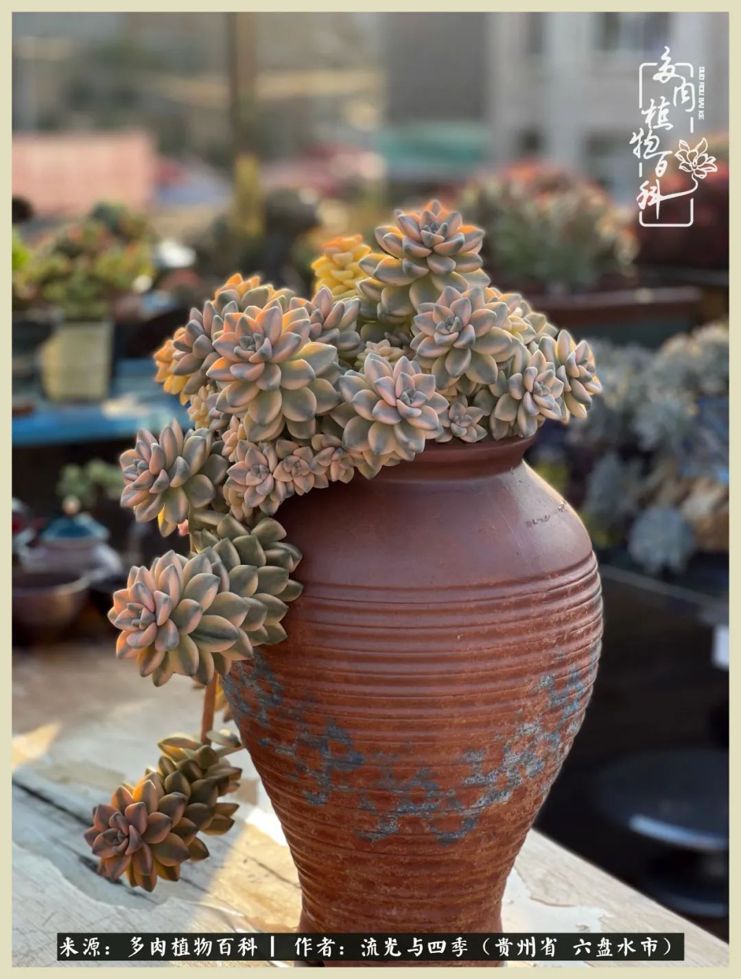 国庆假期你快乐吗?来,凉都美肉与你相伴一一小乌木的霸气东云