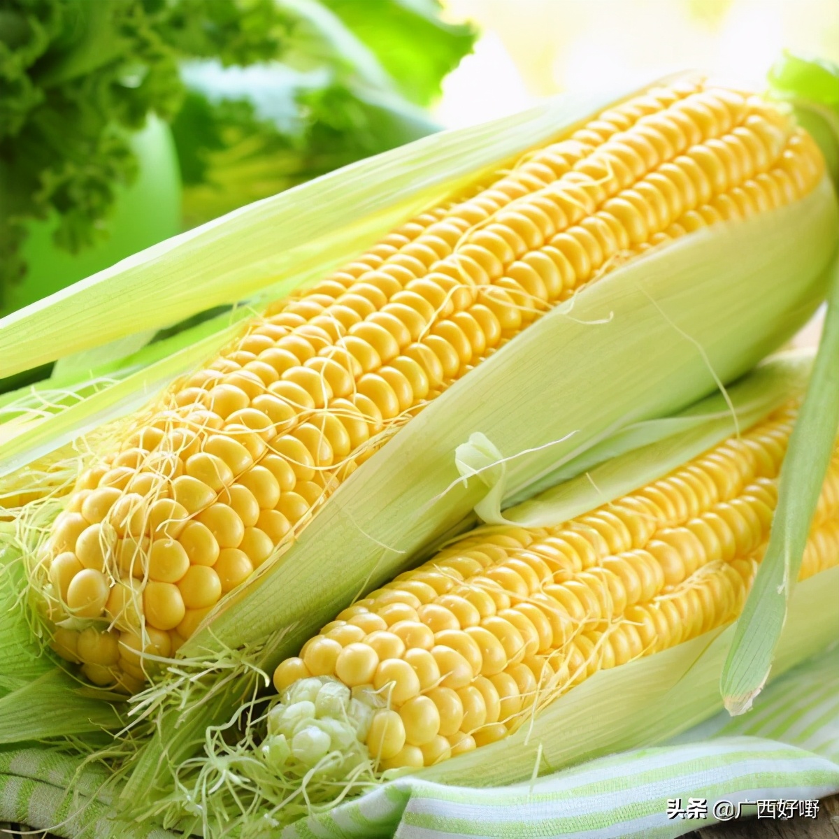横县甜玉米:甜脆香嫩,饱满多汁