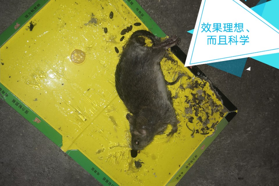老鼠“糟蹋”饲料袋:防不胜防?哪种灭鼠防治方法更有效、科学?