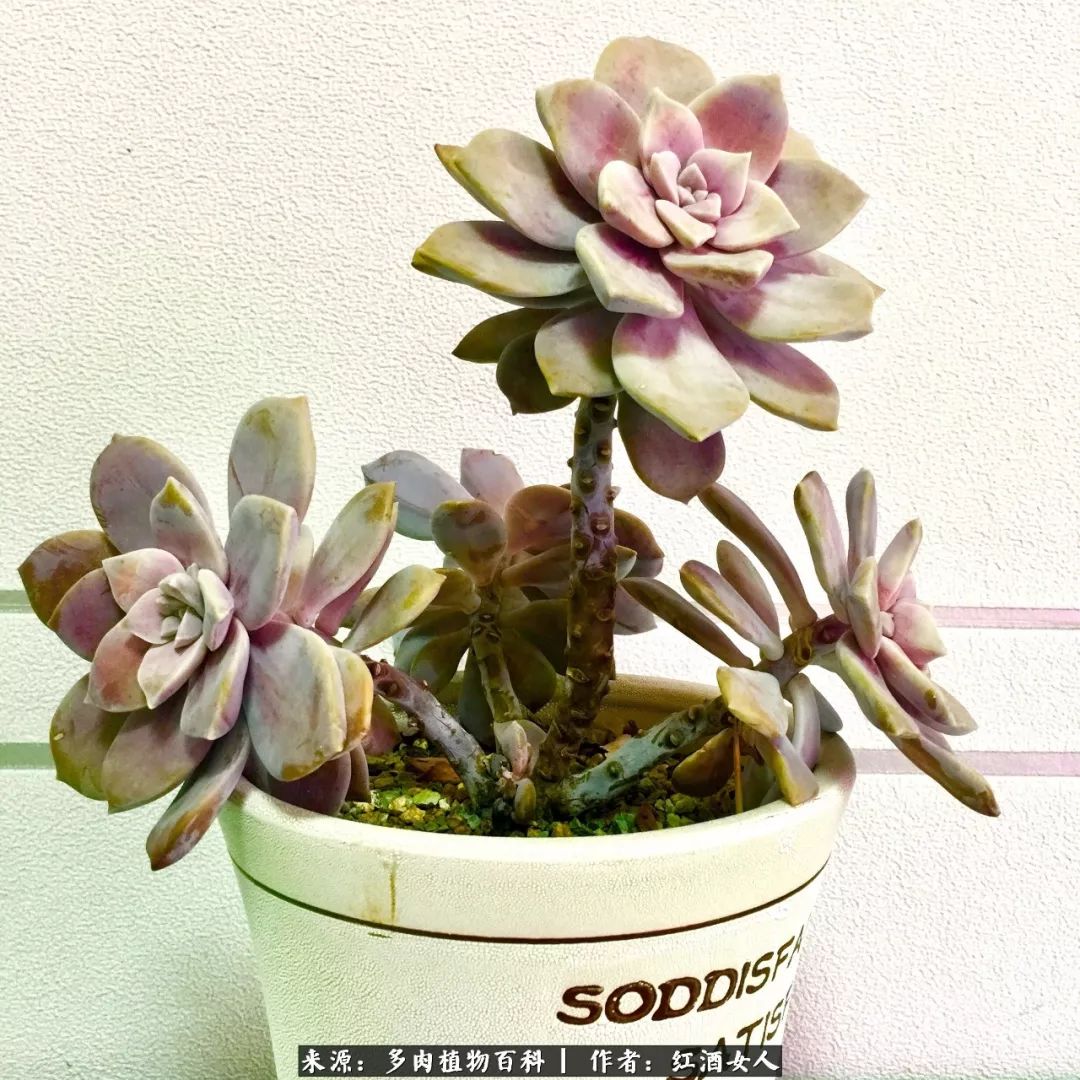 记录走过的美景留下美好的回忆,记录走过的每一段美好时光