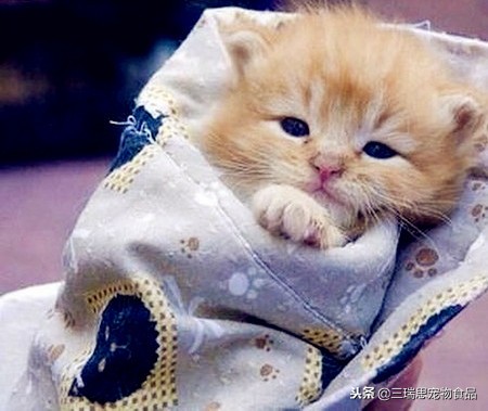 给猫喂药可以一次喂几种药,不用喂药器怎么给猫喂药