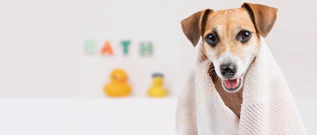 为啥一换环境幼犬就生病,刚到家的幼犬洗澡为什么会生病