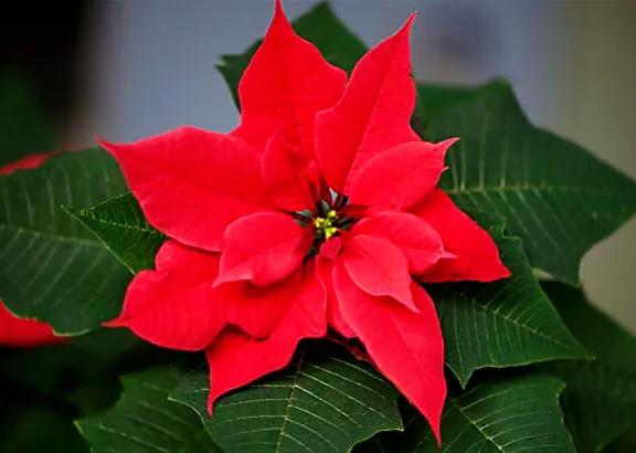 花大色艳的花卉,中国红花花卉大全