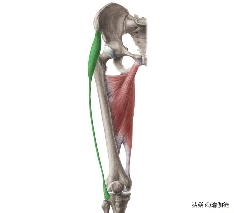 髋关节病变膝关节痛,髋关节疼痛与脏器的关系