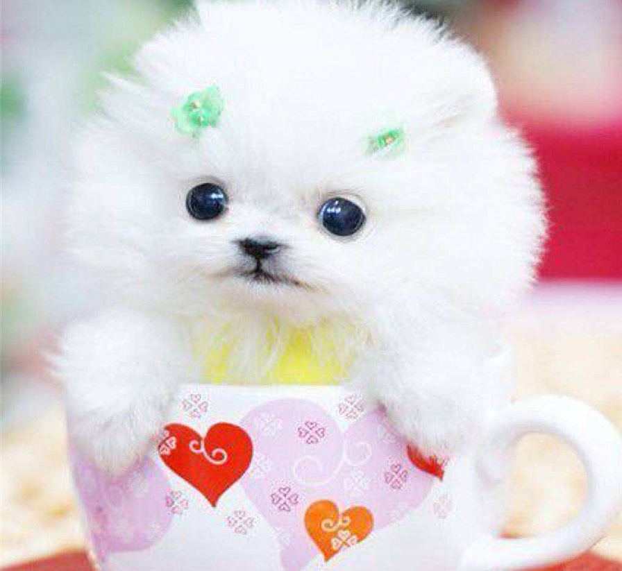 茶杯犬的习性与养殖,茶杯犬的饲养知识