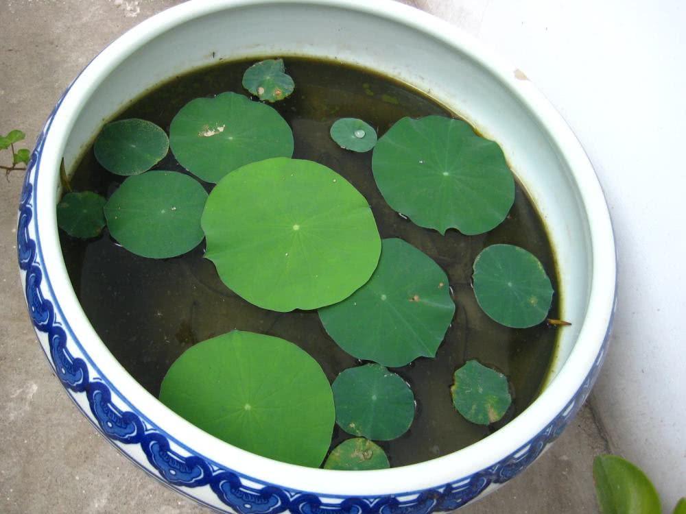 碗莲移栽最佳时间和方法,碗莲移栽叶子发黄怎么办