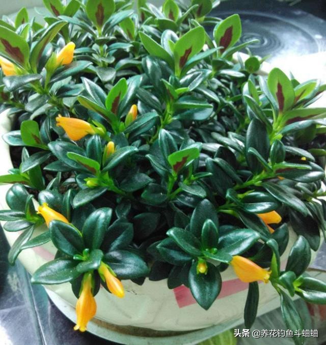 金鱼吊兰开花后像小金鱼一样漂亮,金鱼吊兰开花多的方法