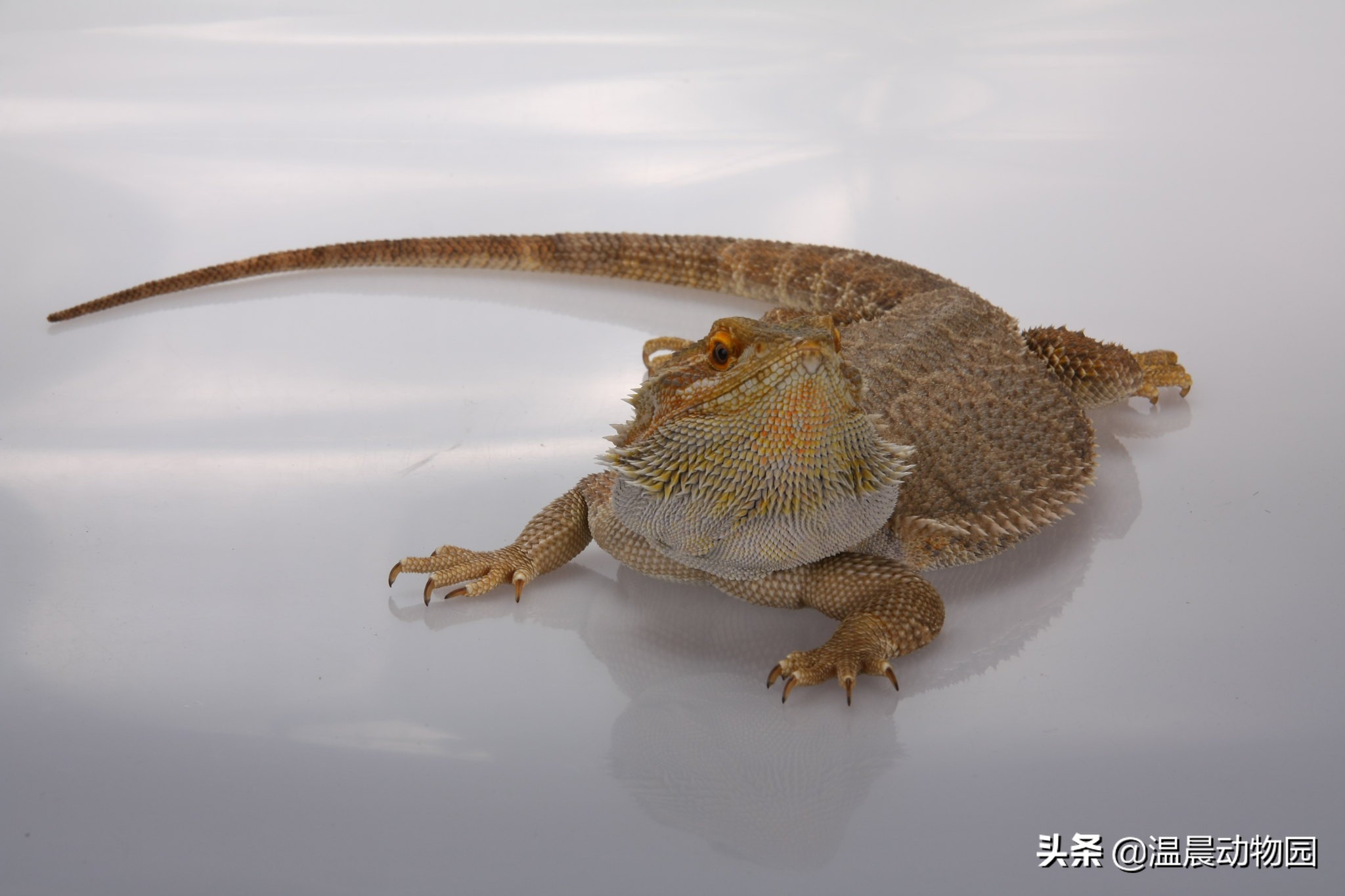 爬宠鬃狮蜥有多大,鬃狮蜥合法吗