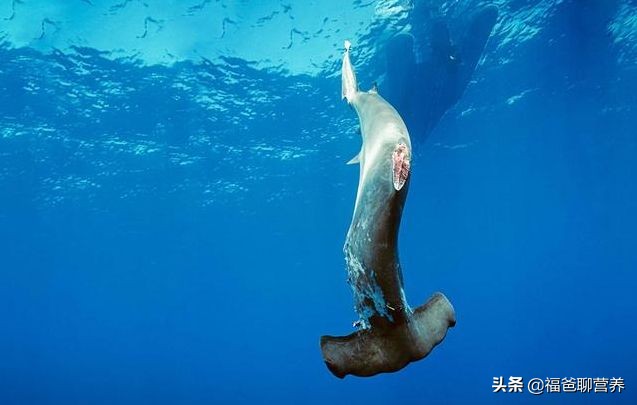 高档鱼翅正宗做法,好吃不贵的鱼翅有哪些