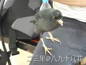 鹩哥说东北话搞笑视频,鹩哥说东北话