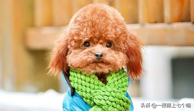 狗狗欺负汪星人的表现,狗狗总是凶主人对主人叫