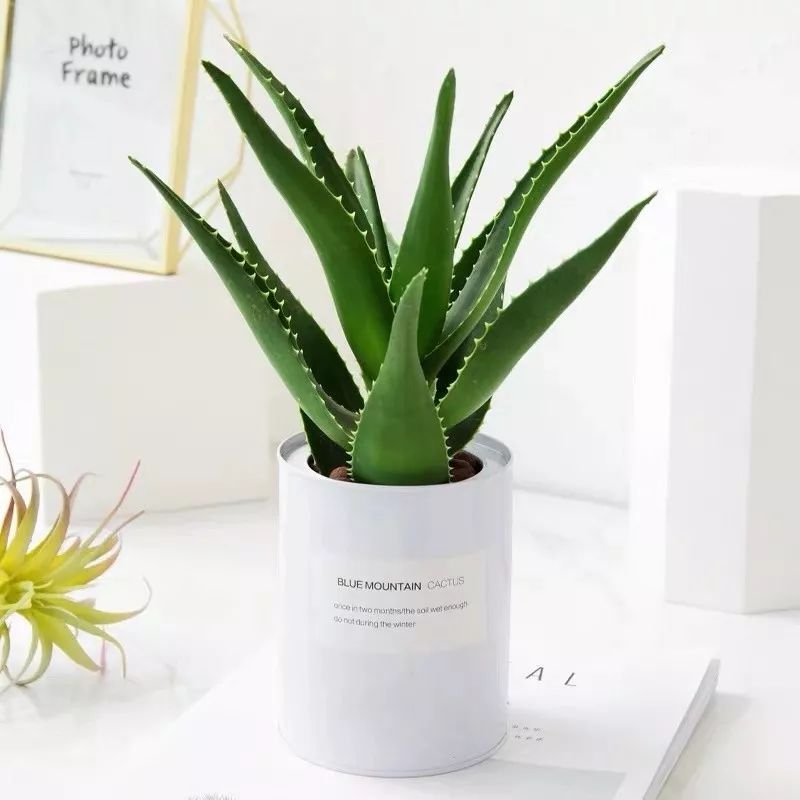 净化空气吸甲醛最好的植物大盆栽,净化空气除甲醛室内最佳植物排名