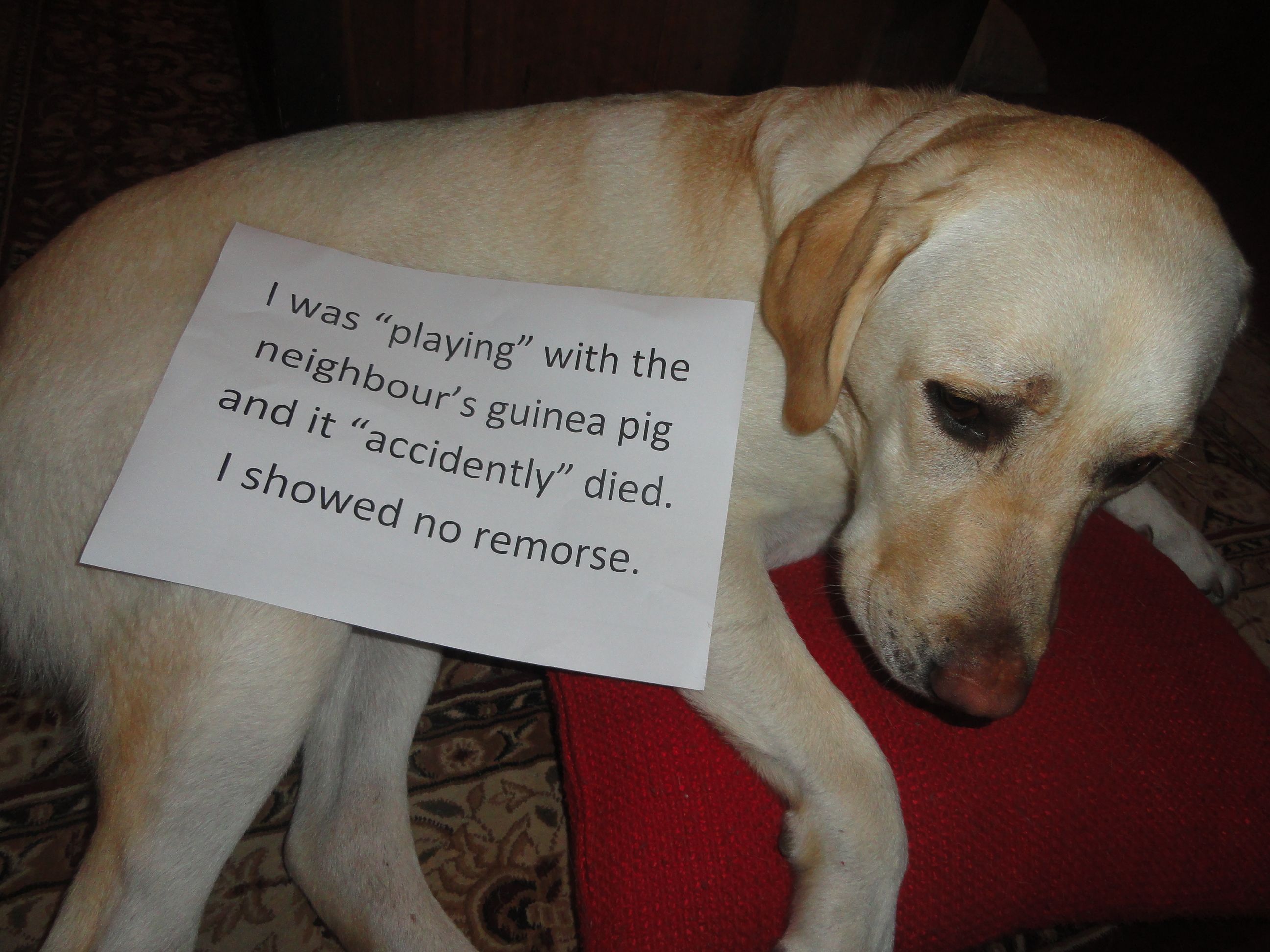 拉布拉多狗狗的优点和缺点,拉布拉多狗的优点缺点有哪些