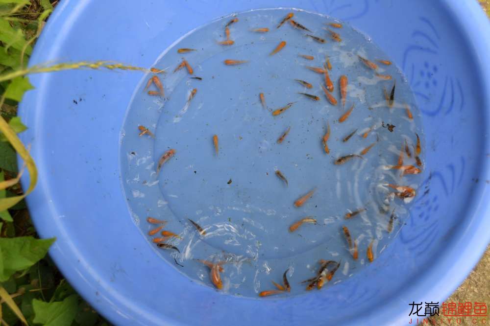 锦鲤苗成长,日本锦鲤水花苗成长