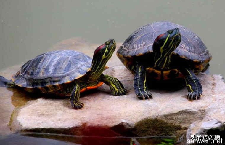 养龟小技巧巴西龟,新手养巴西龟最简单的方法
